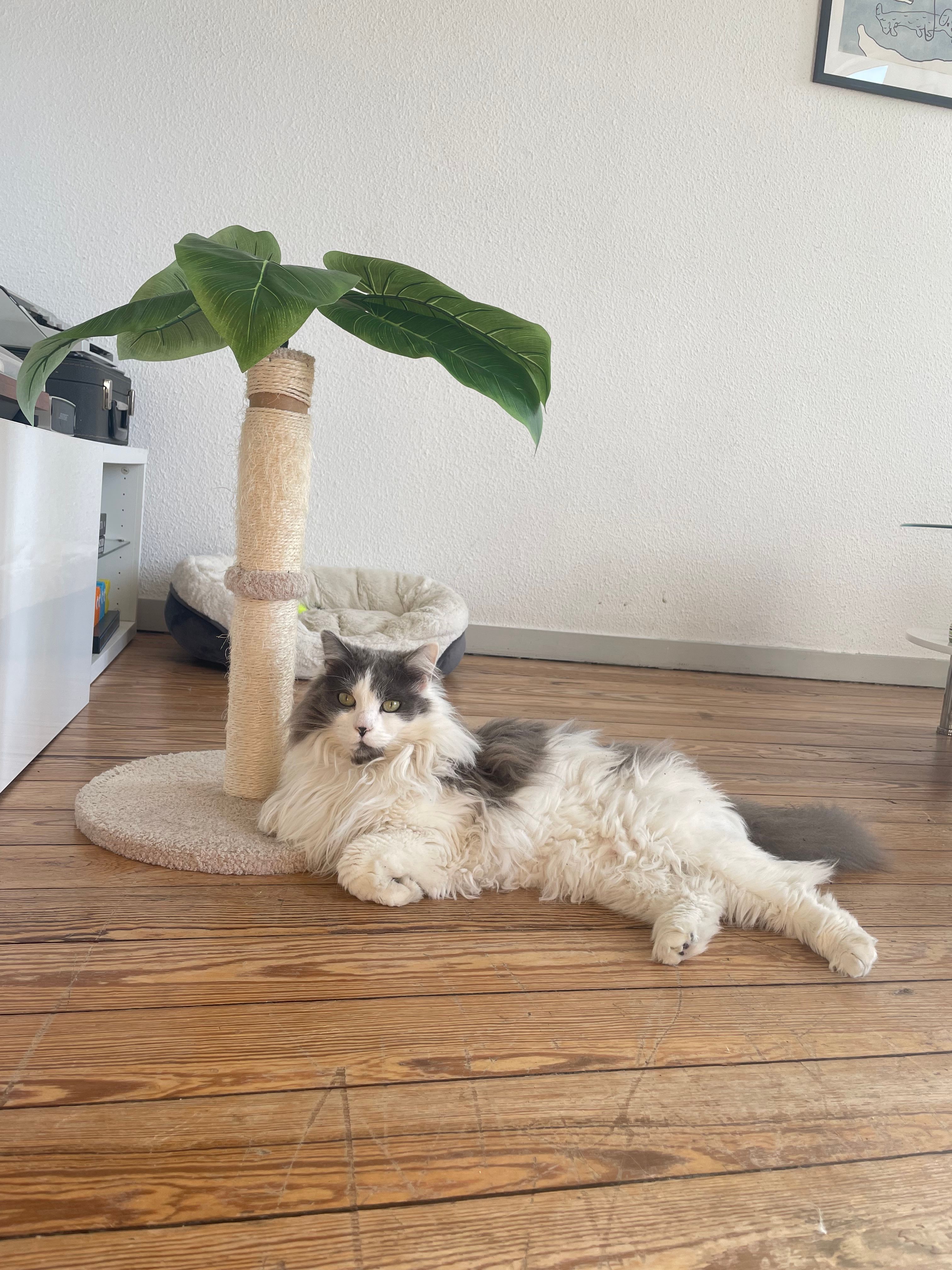 image-8