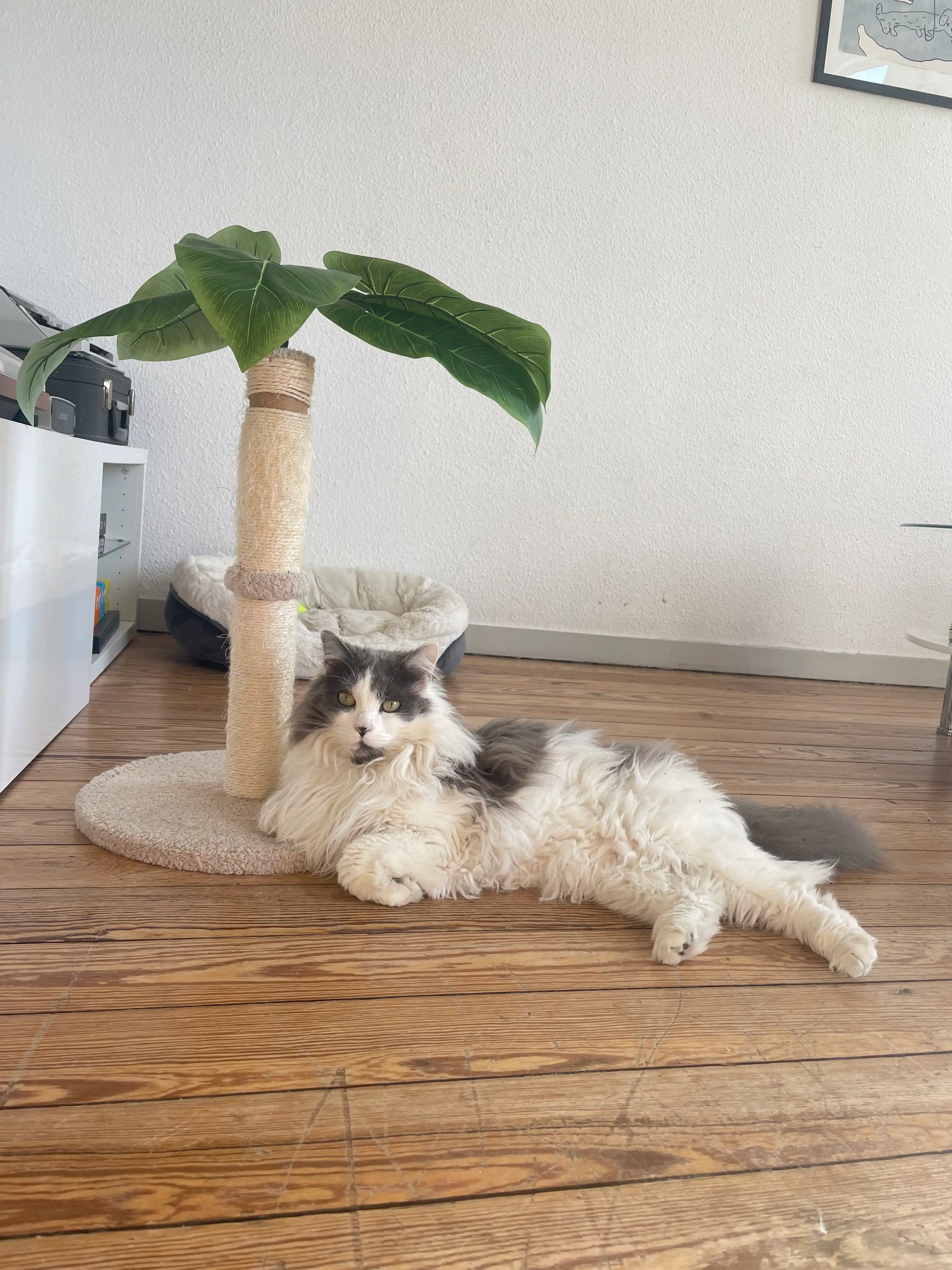 image-8