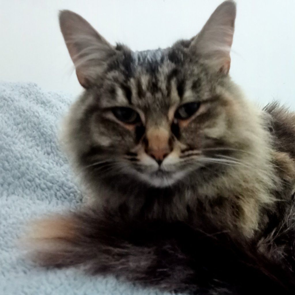 Portrait of Cassie, the cat