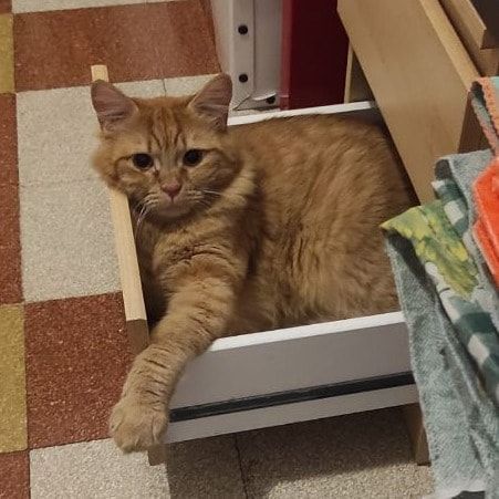 Foto di Cioran, il cat