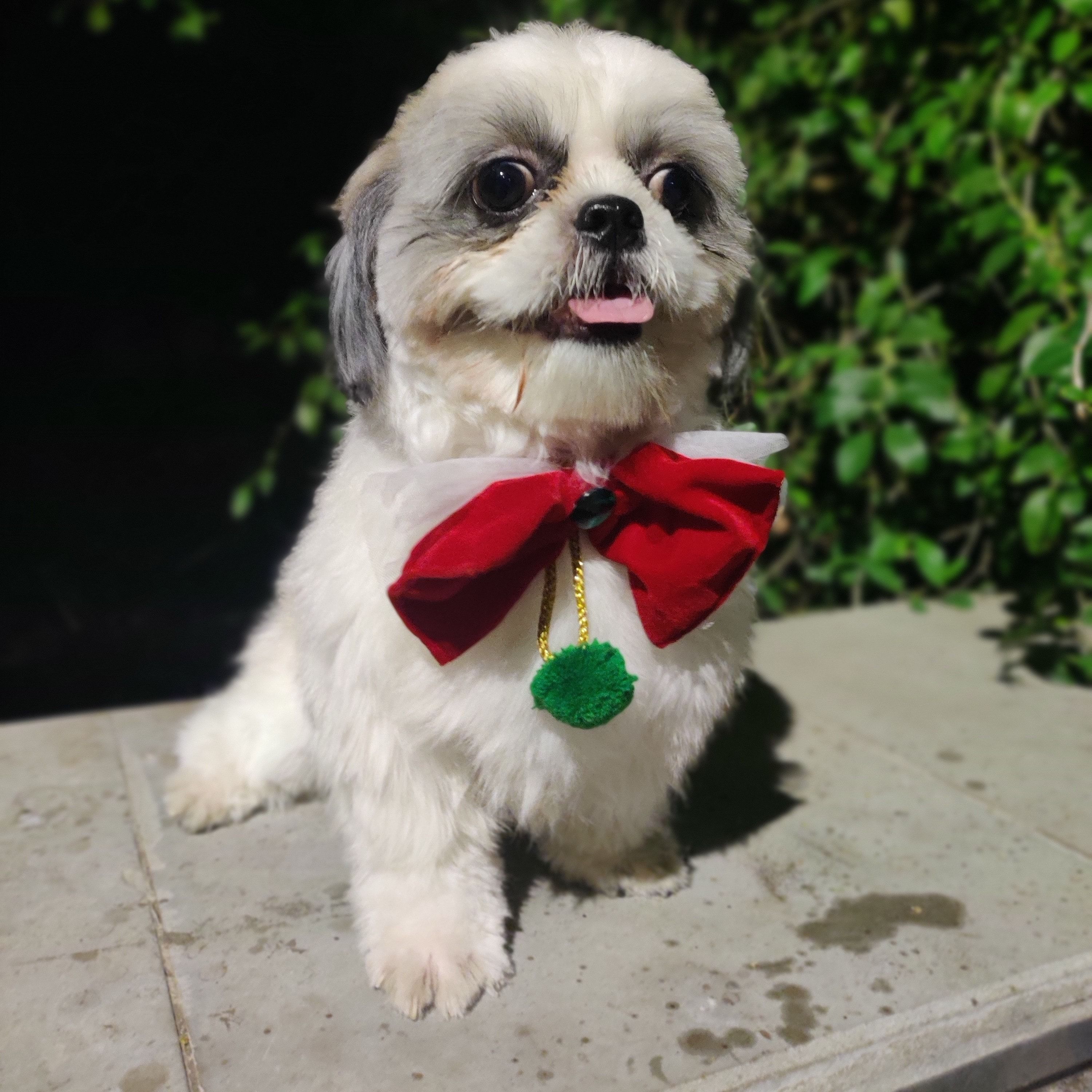 Portrait of Murphy, the dog