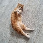 Portrait of Tintim, the cat