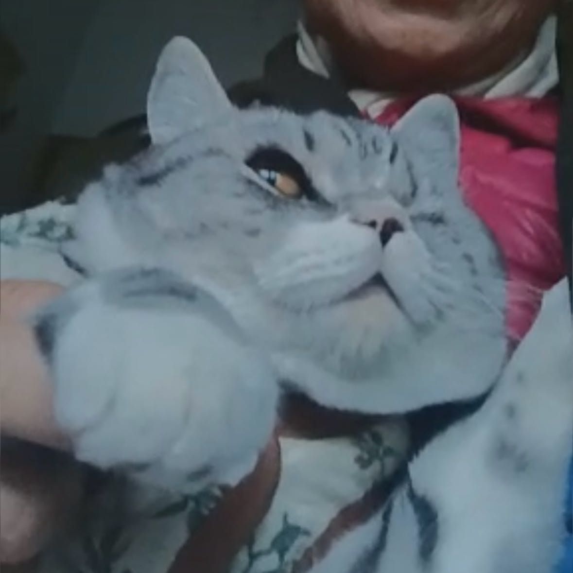 Portät von kirin, cat