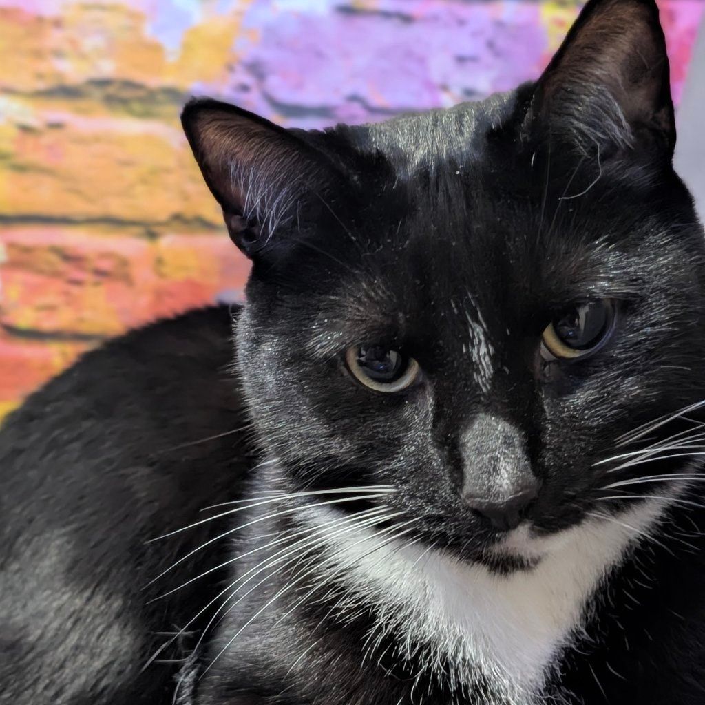 Portrait of Lord Scratchy-Blać, the cat