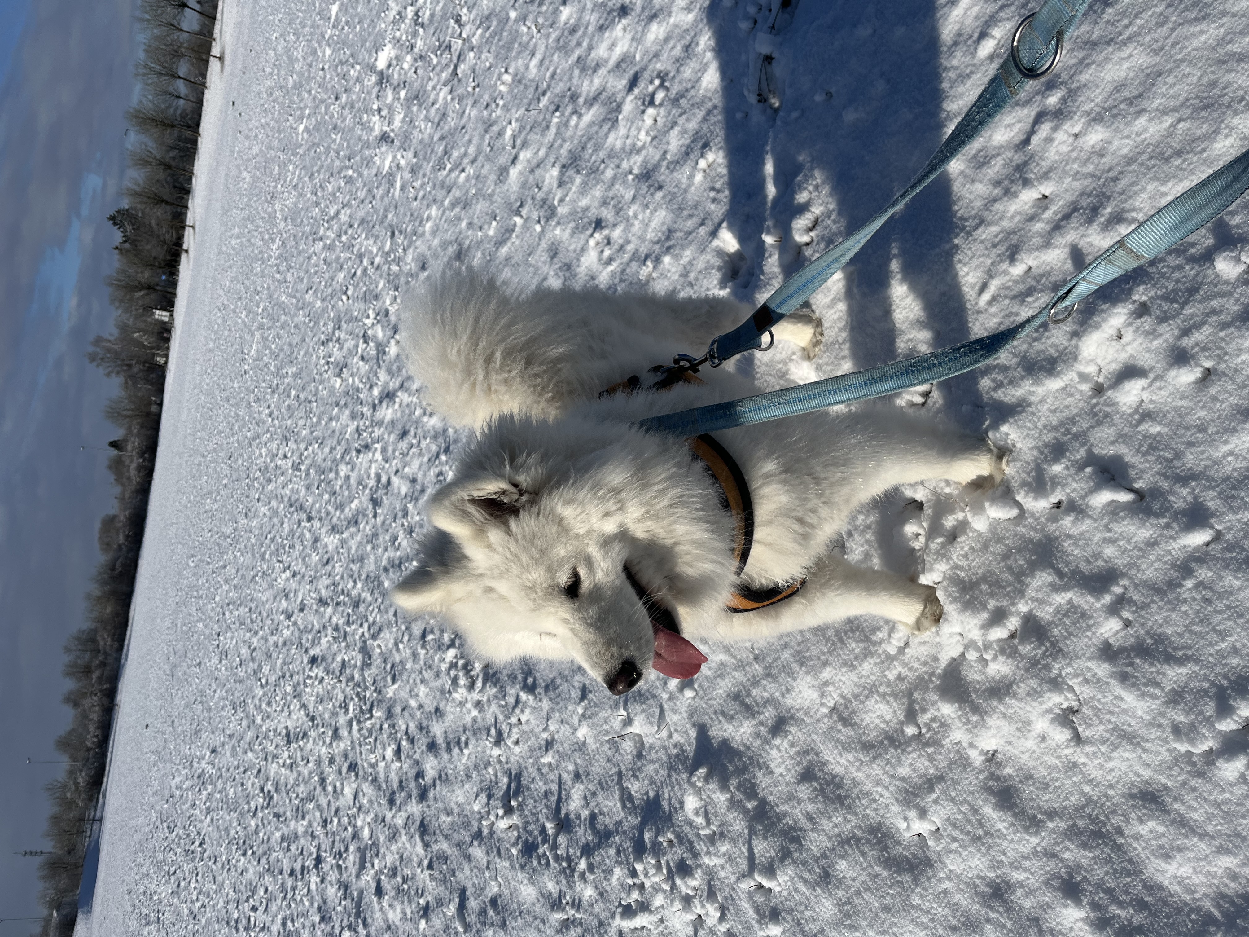 image-7