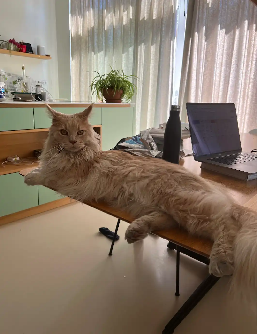 image-7