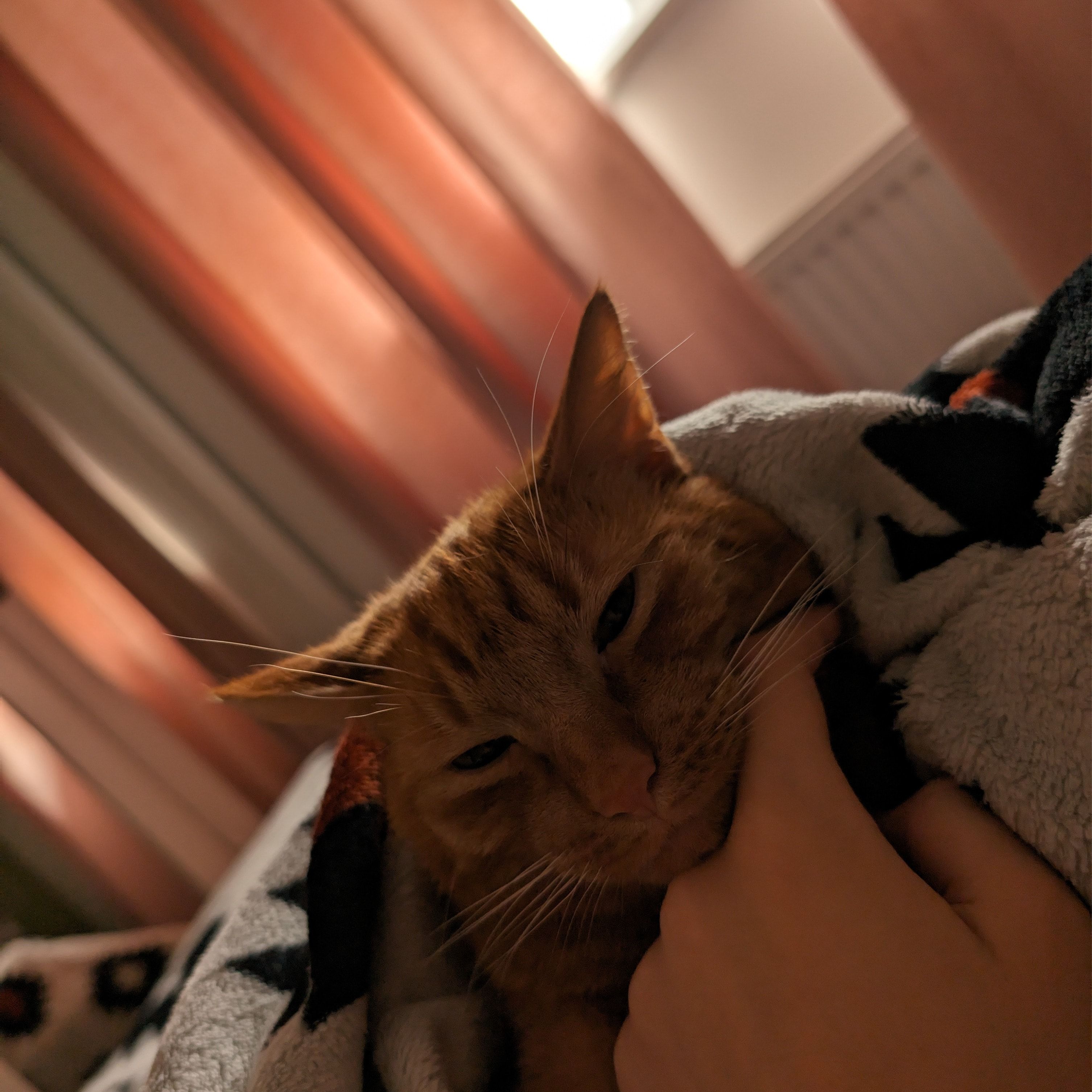 Portrait of Floki, the cat