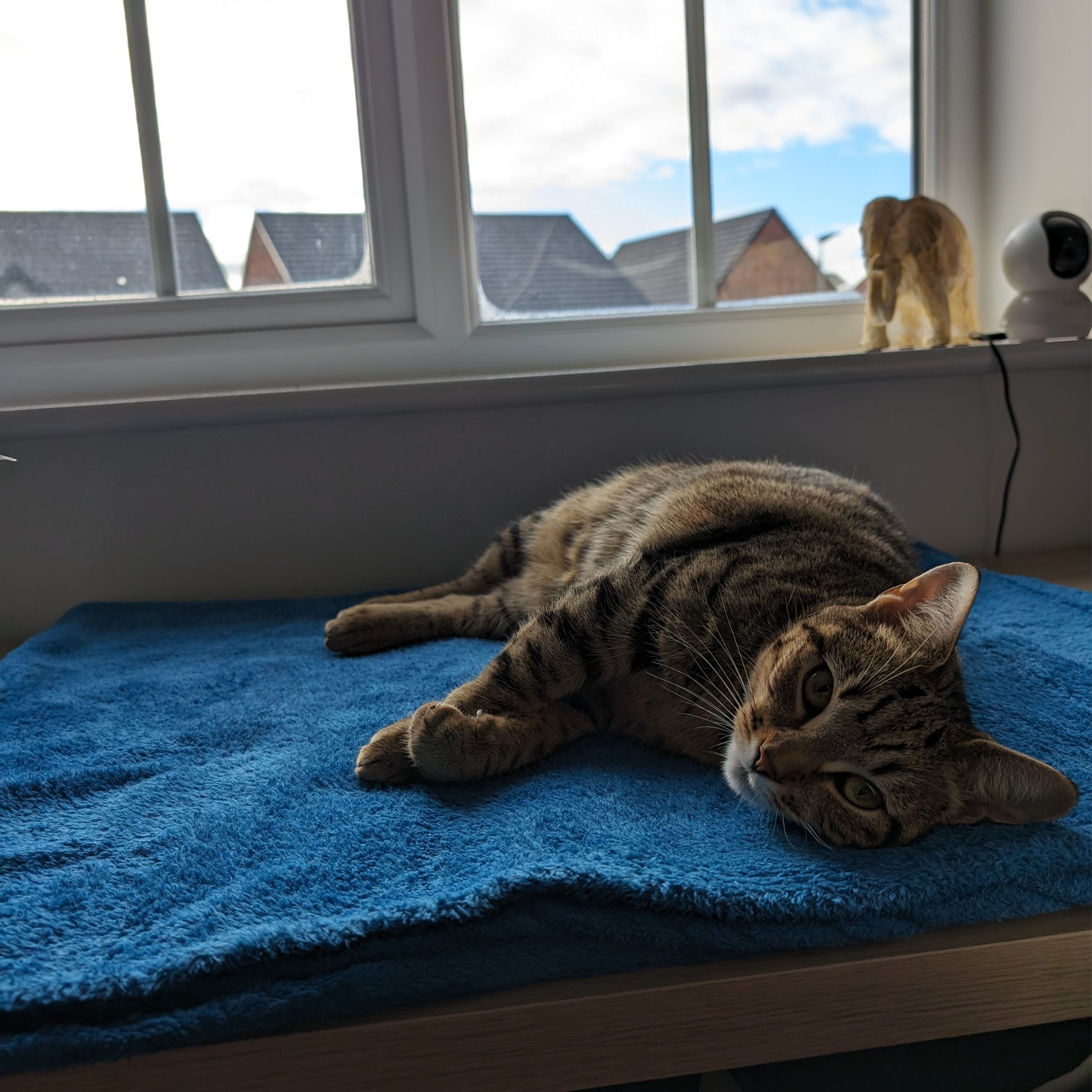 Portrait of Moshi, the cat
