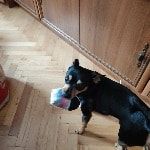 Portrait of Richi, the dog