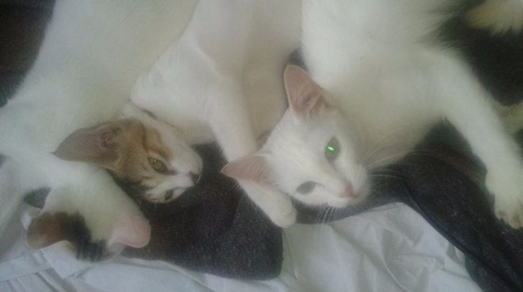 image-8