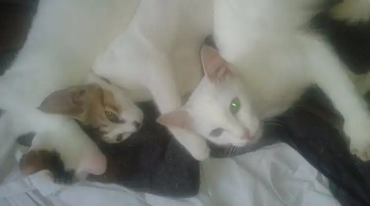 image-8