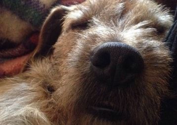 Portrait of Bobby, the dog