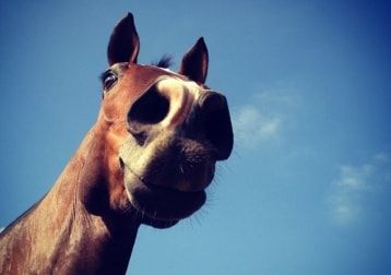 Portrait of Alma, the horse