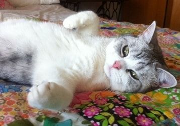 Portrait of Twiggy, the cat