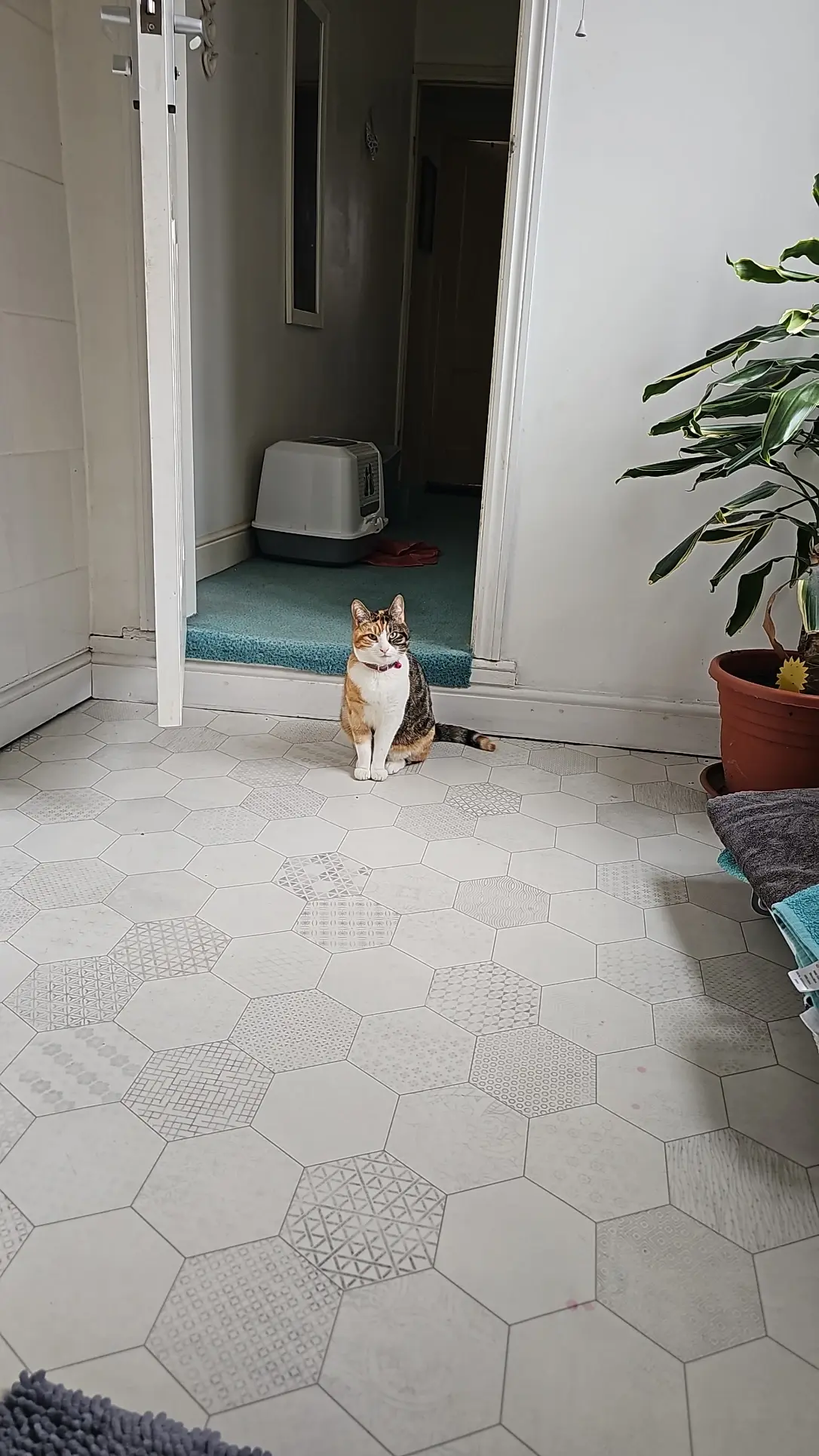 image-4