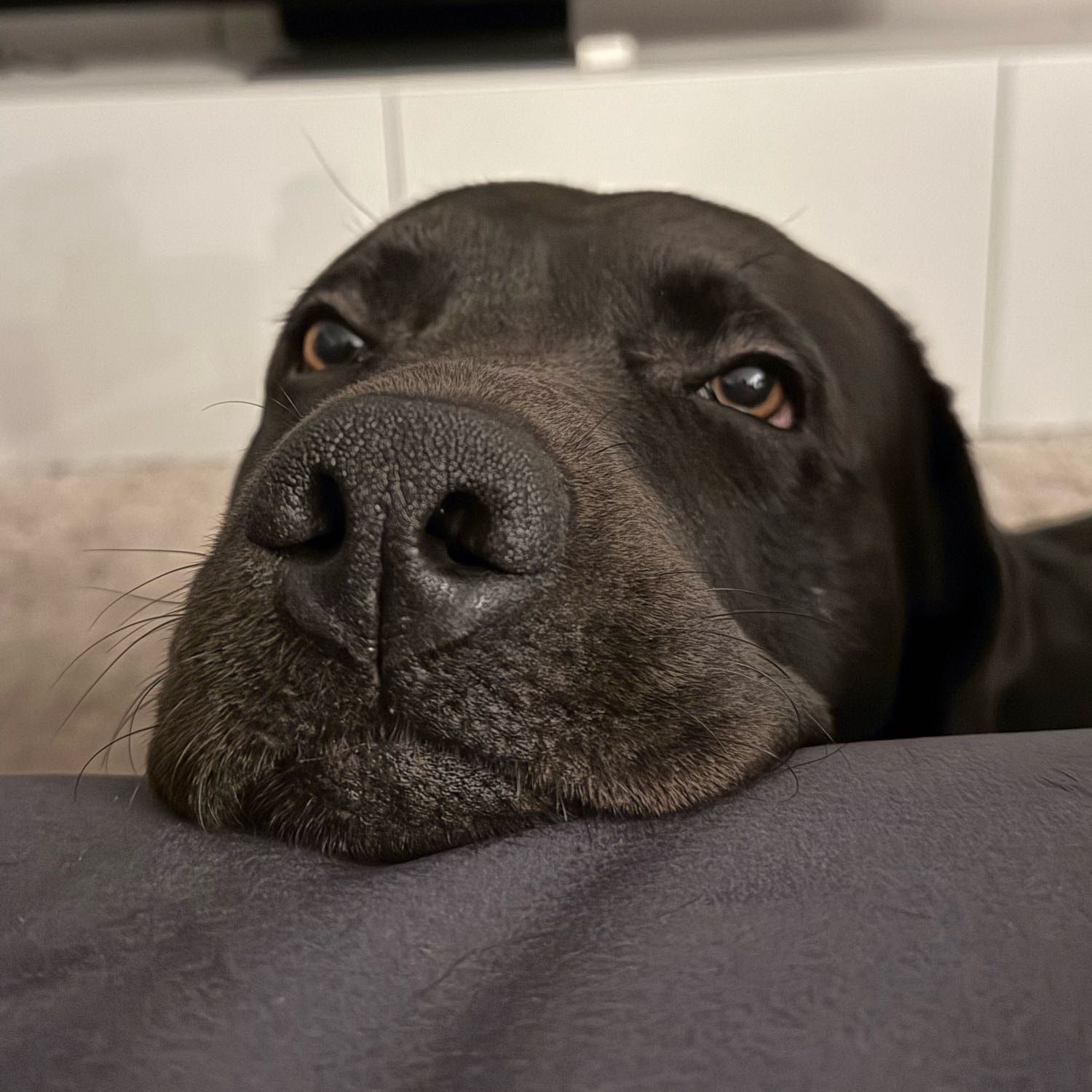 Portät von Murphy, dog