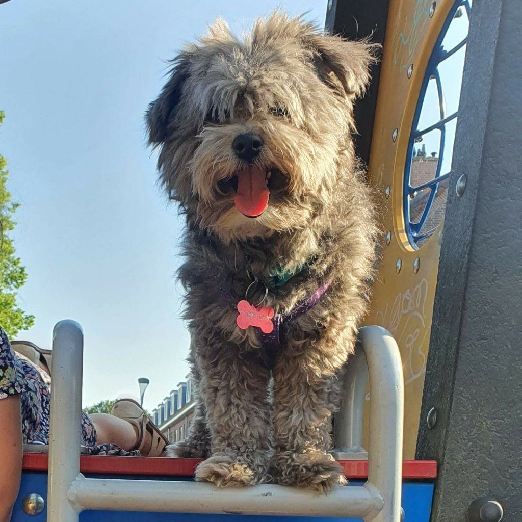 Portretfoto van Mora, de dog