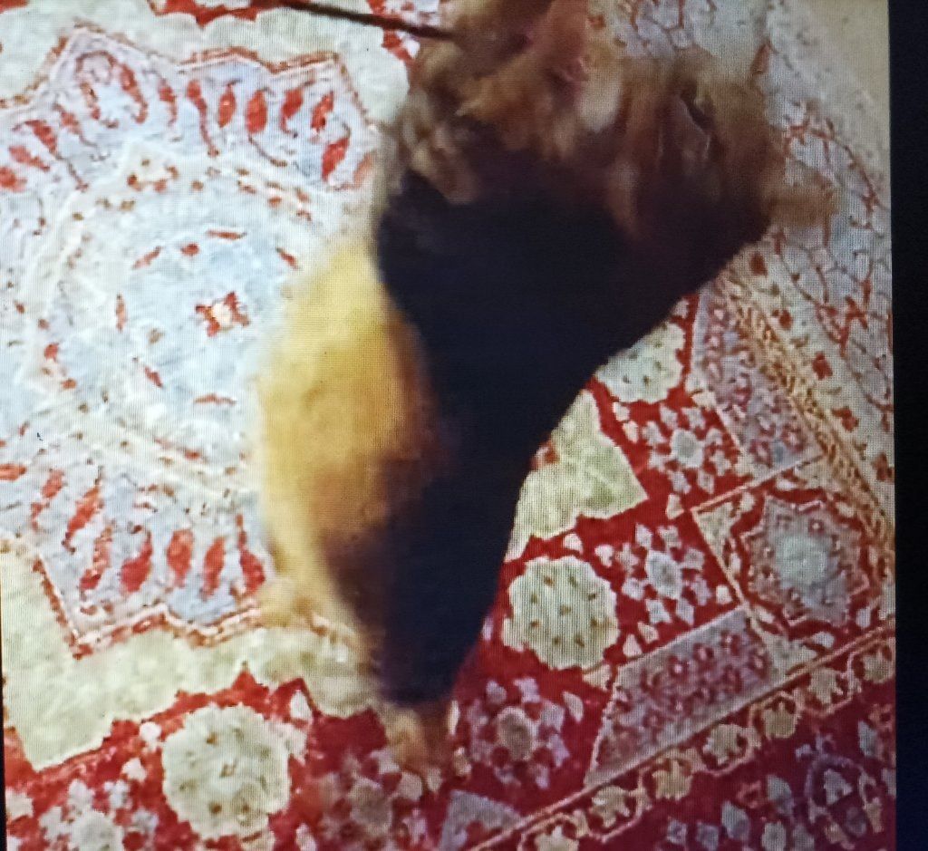 image-7