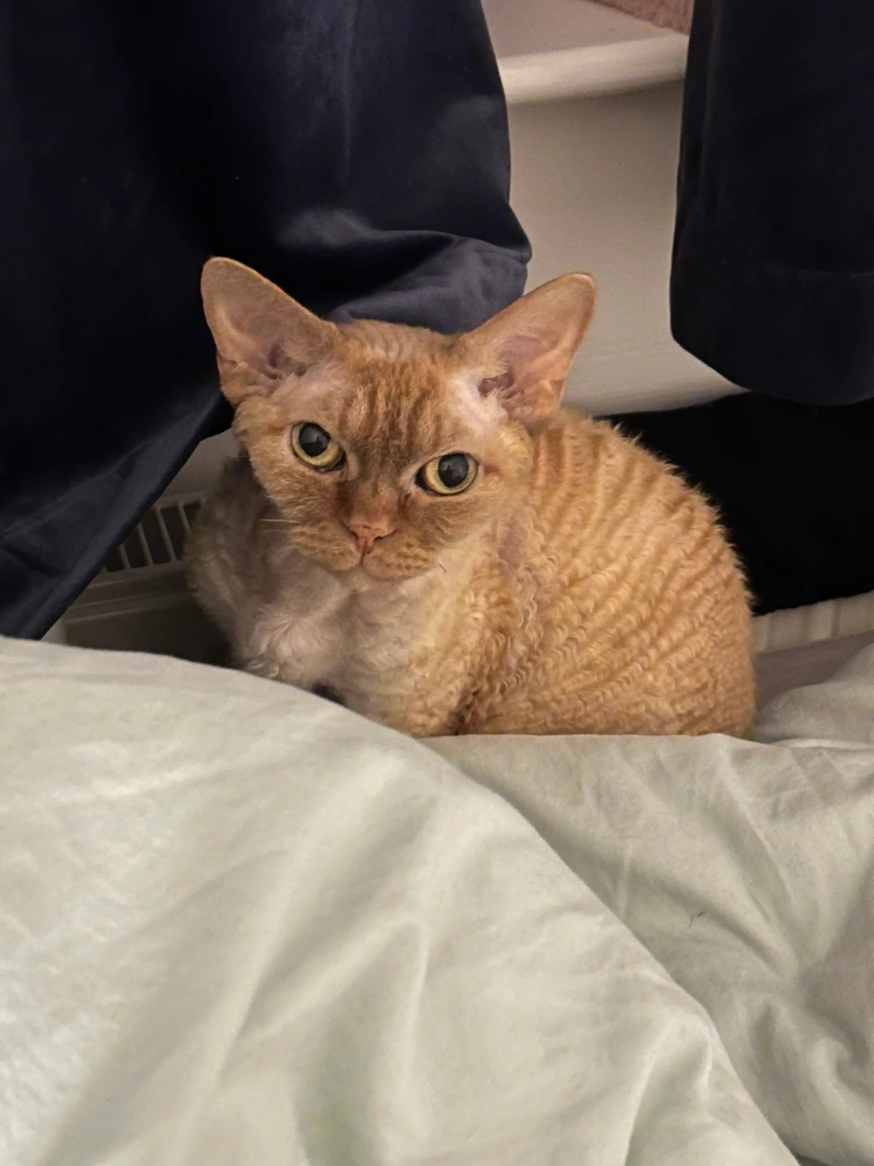image-12