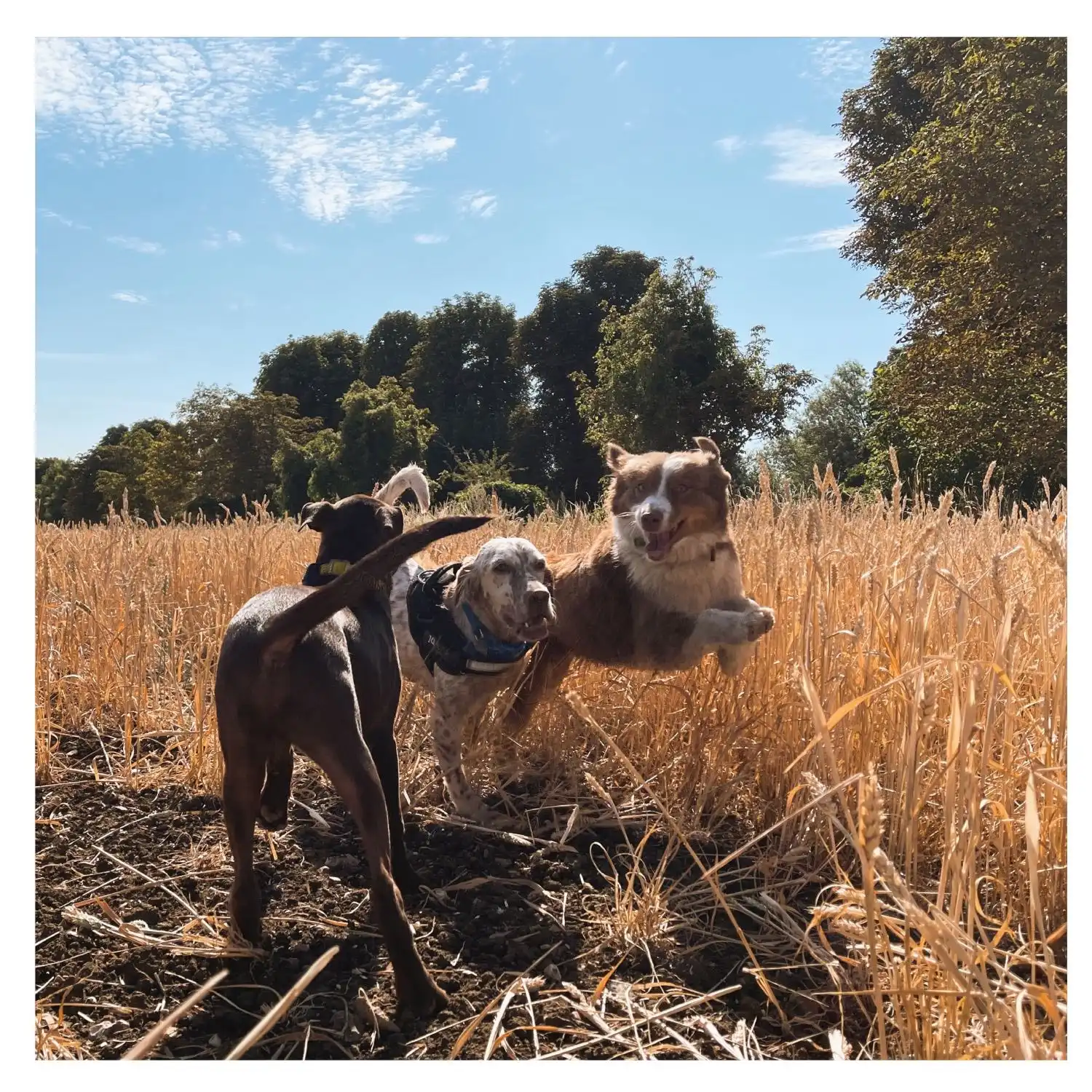 image-16