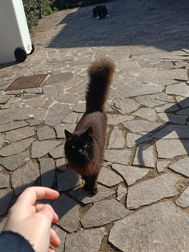 image-7