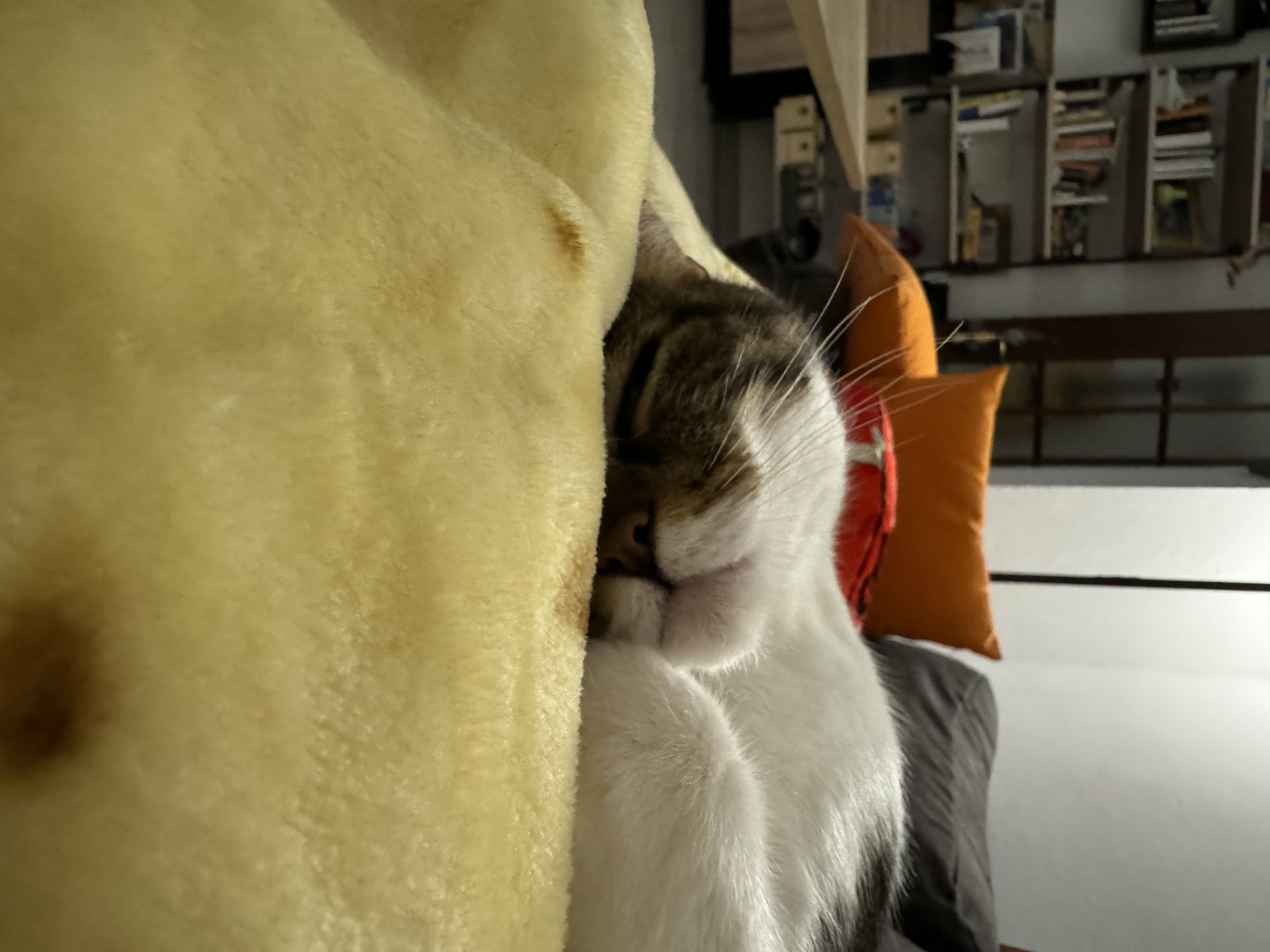 image-7