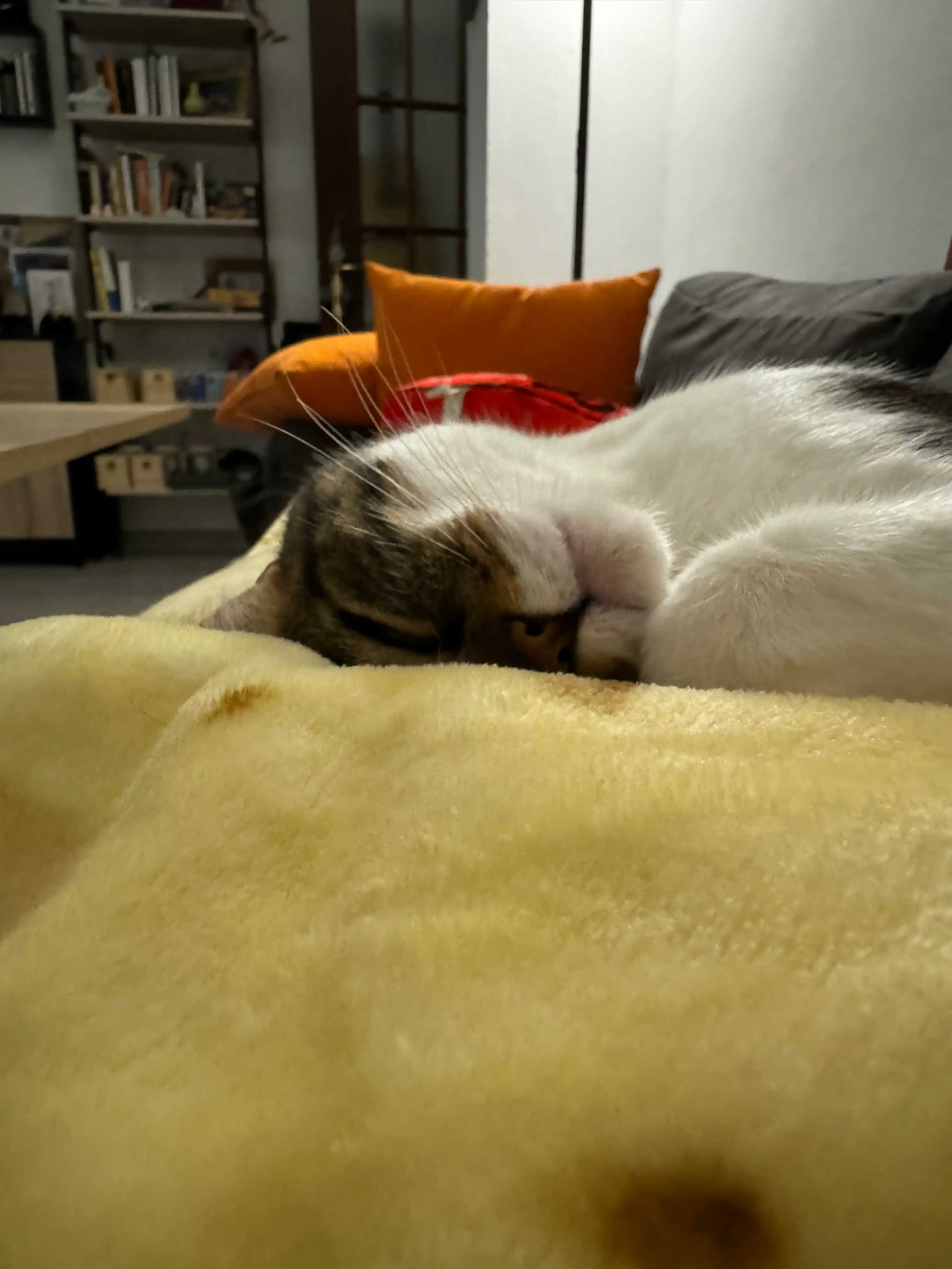 image-7
