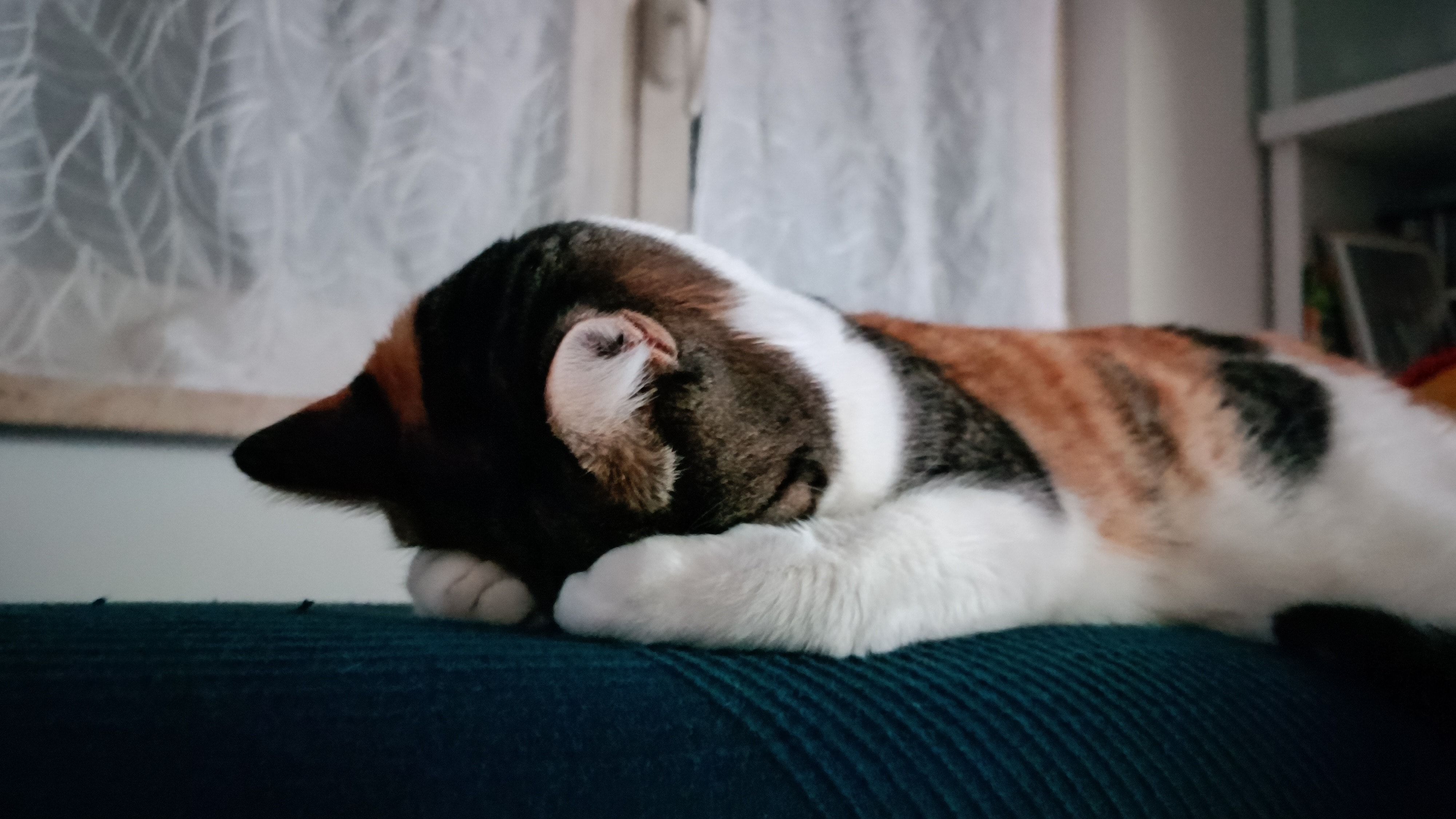 image-7