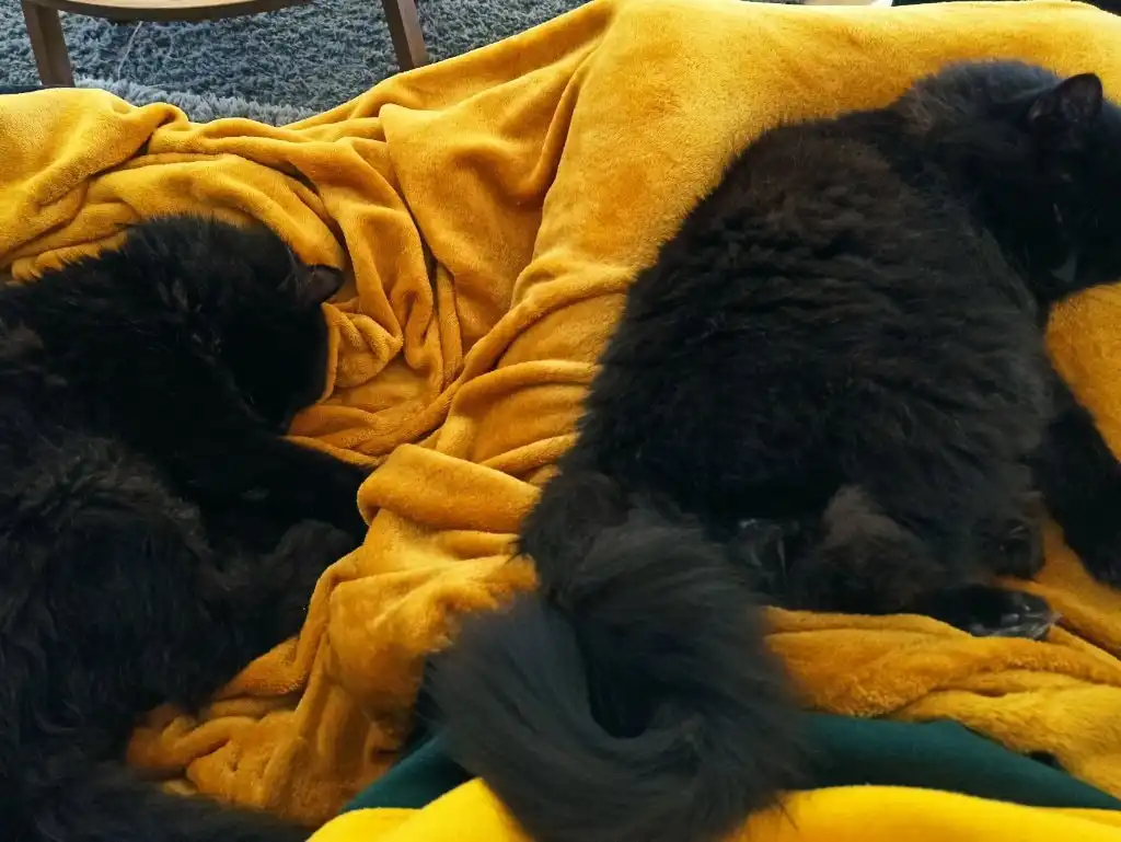 image-13