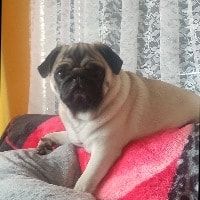 Portrait of Scooby, the dog