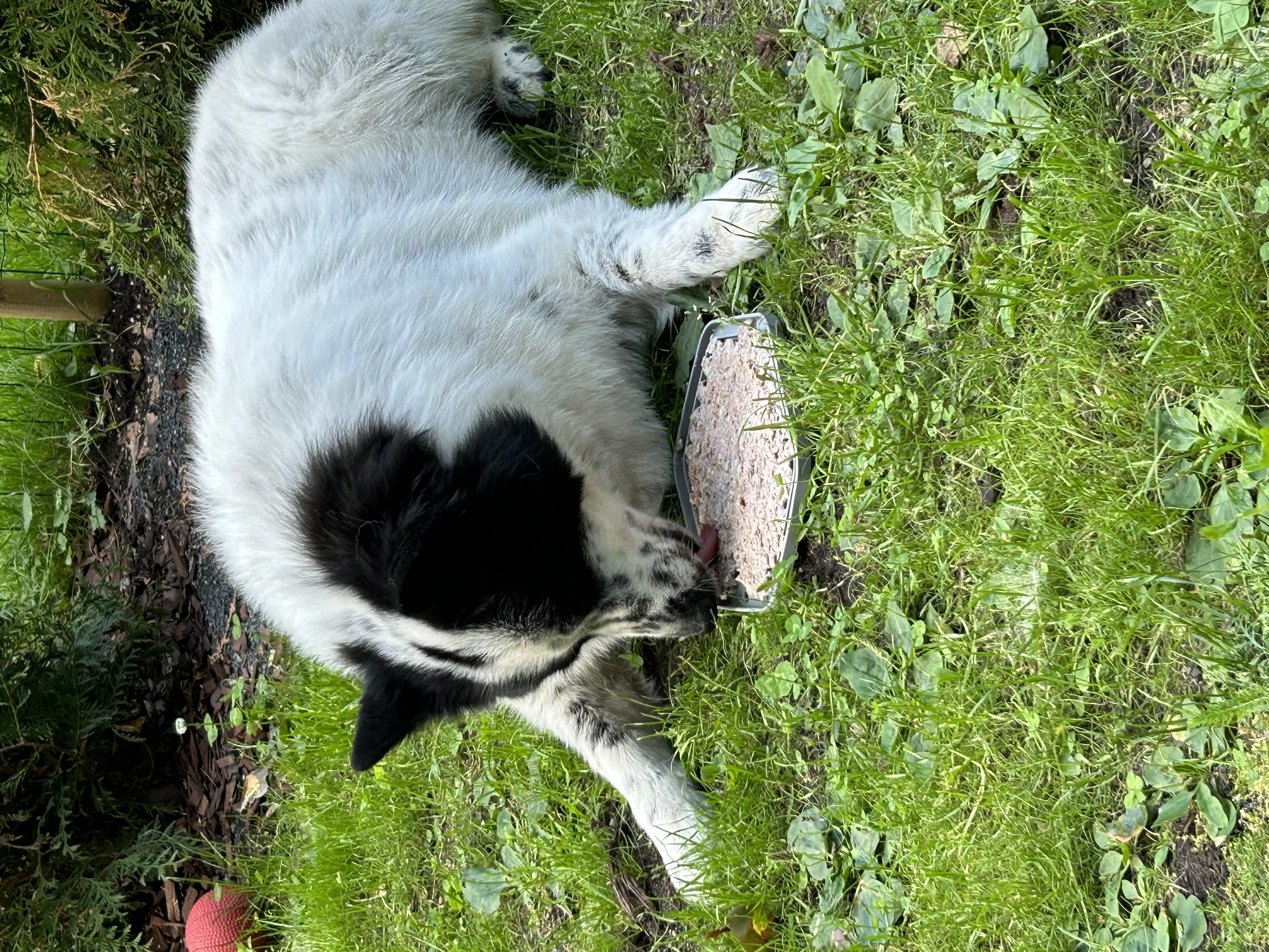 image-7