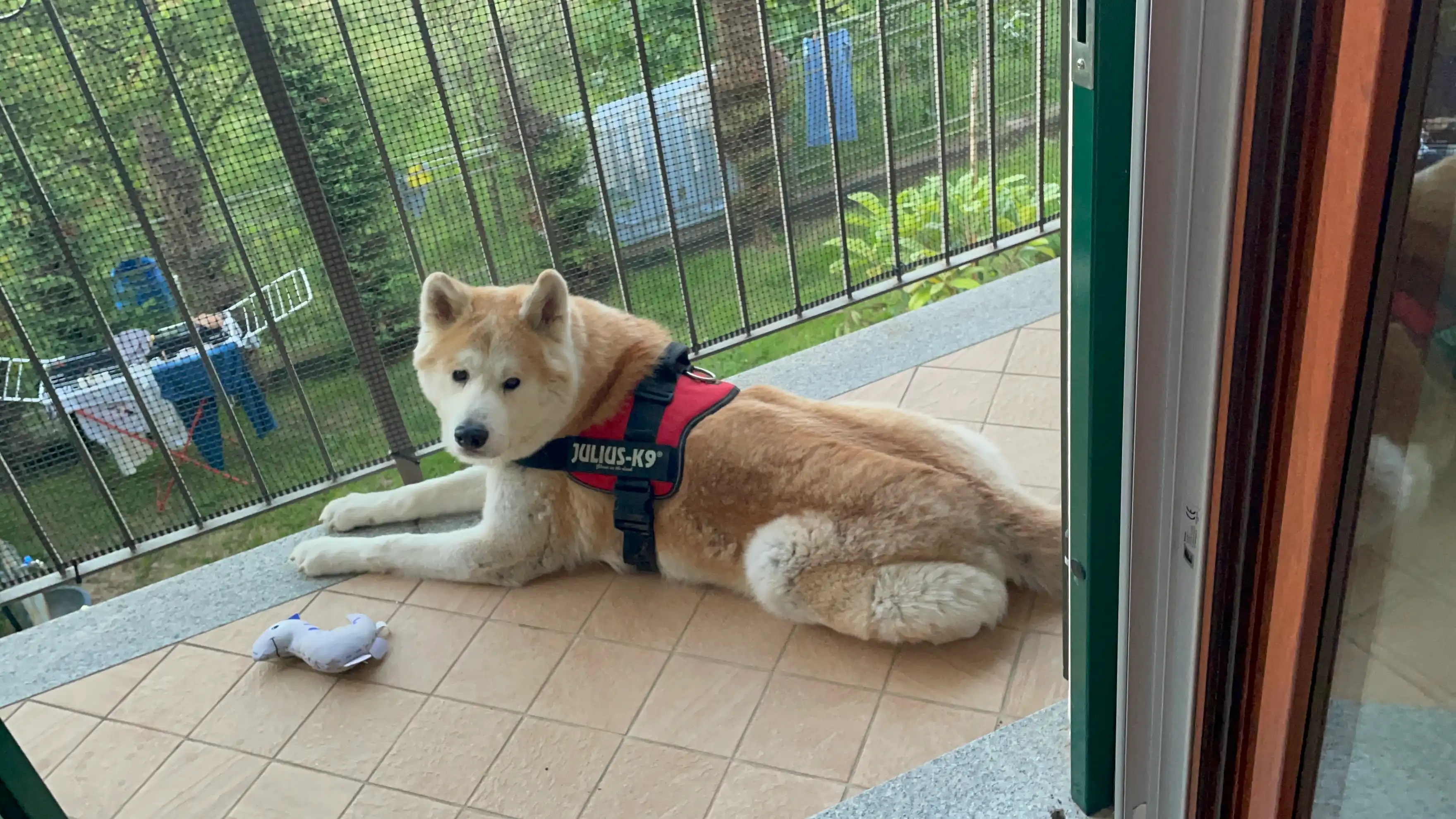image-20
