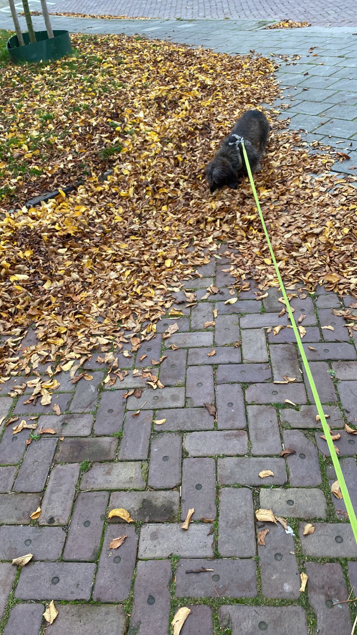 image-7