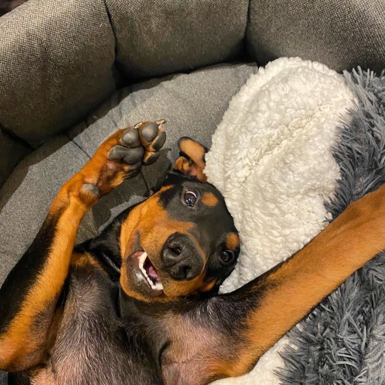 Portrait of Obie, the dog
