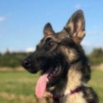 Portrait of Pepper, the dog