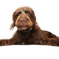 Portrait of Archie, the dog