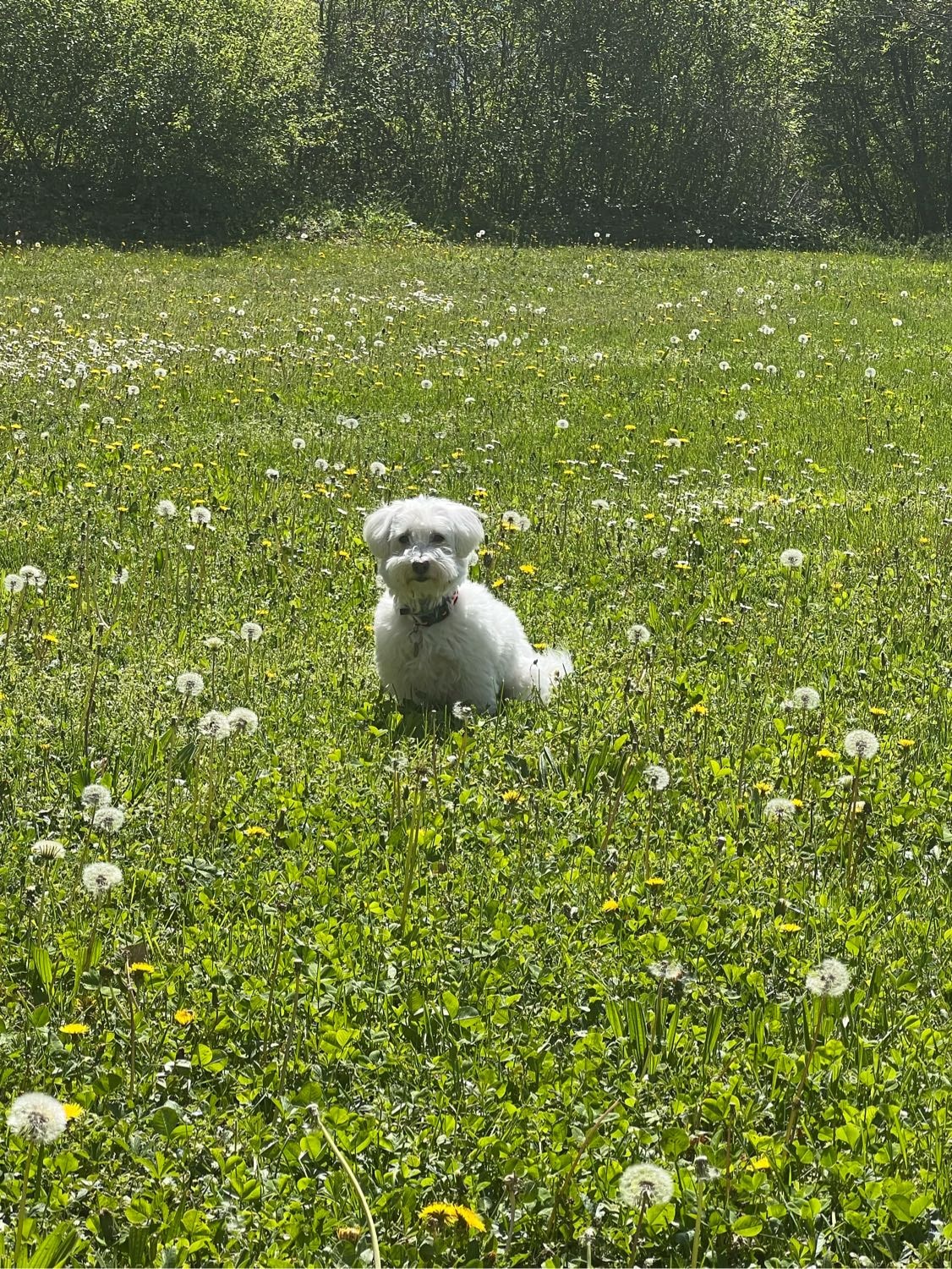 image-6