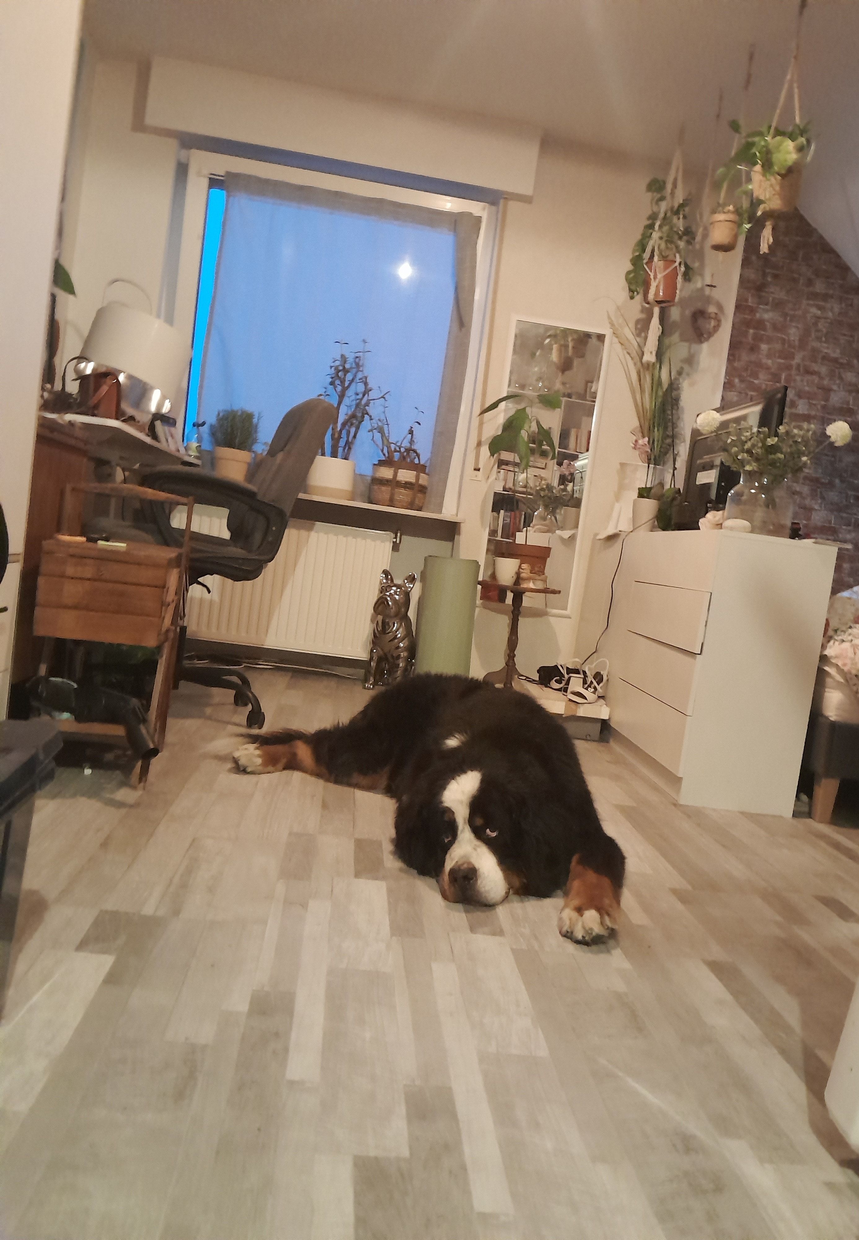 image-7