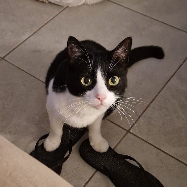 Portrait de Shiva, la cat