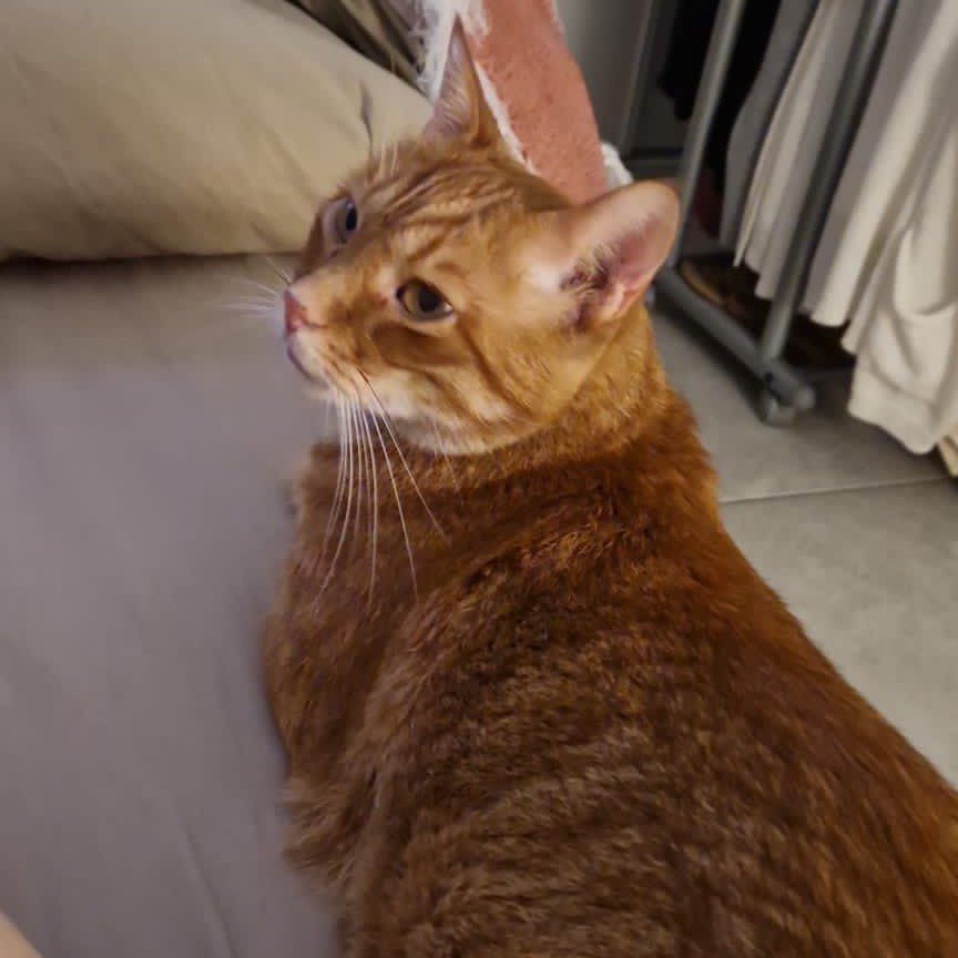 Portrait de Max, la cat