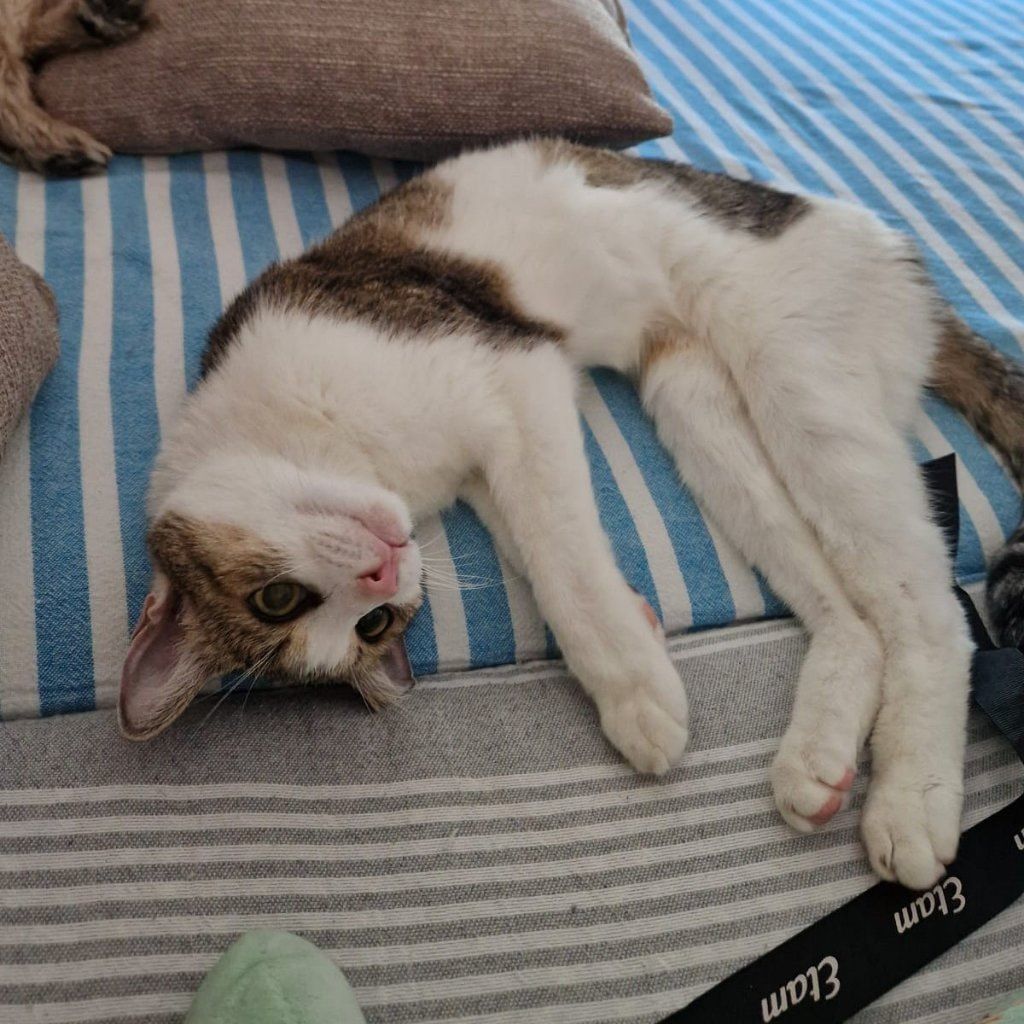 Portrait de Louloute , la cat
