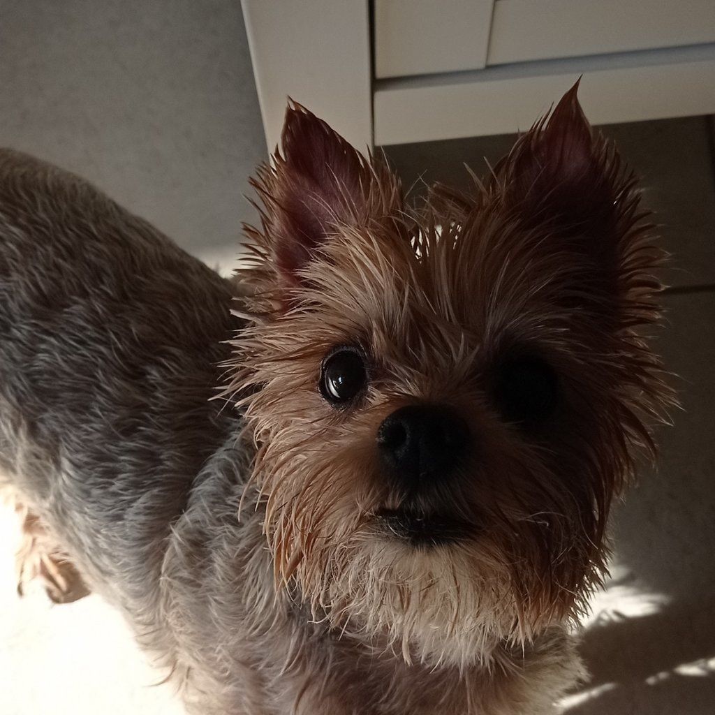 Portrait de Chanel, la dog