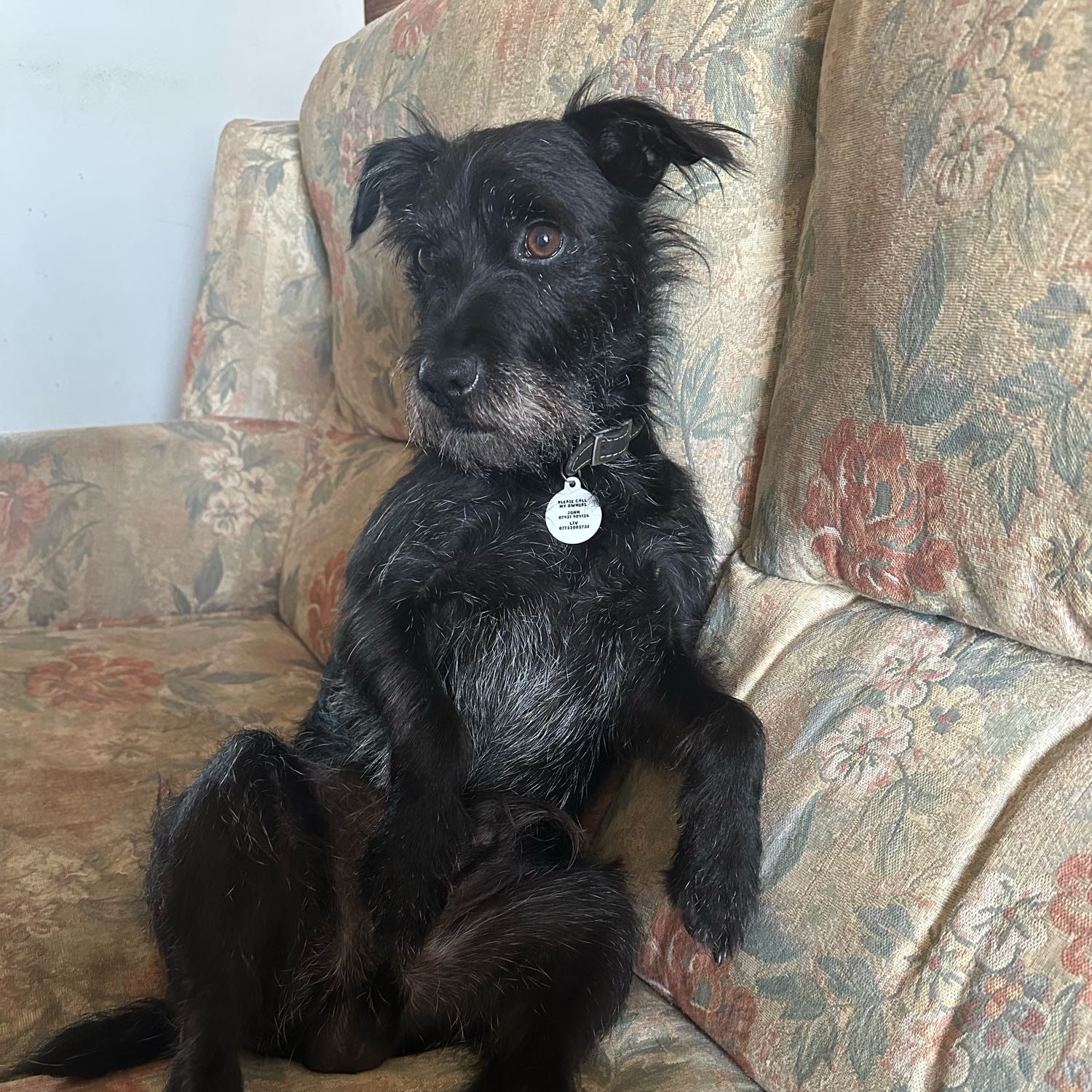 Portrait of Buddy , the dog