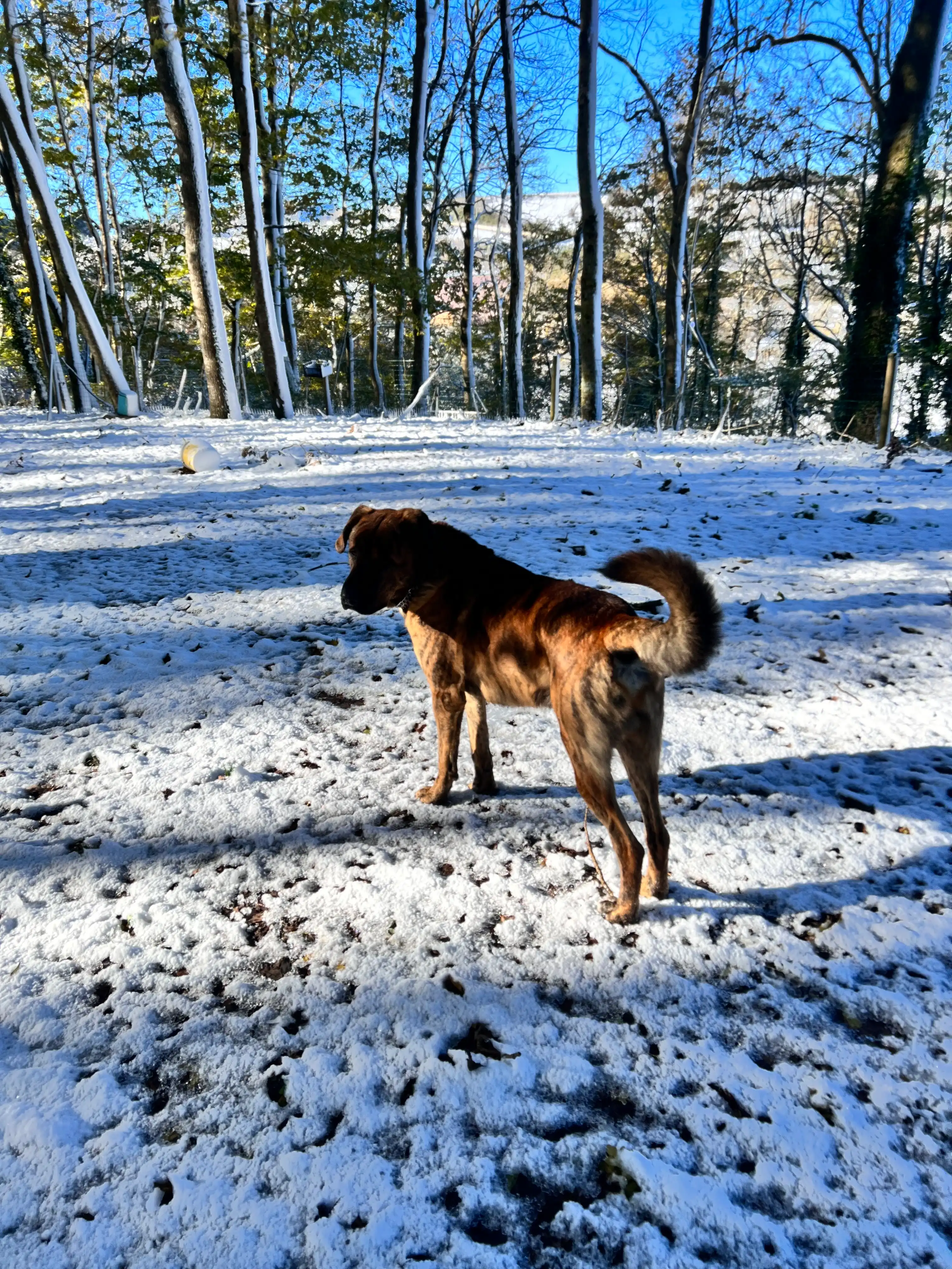 image-5