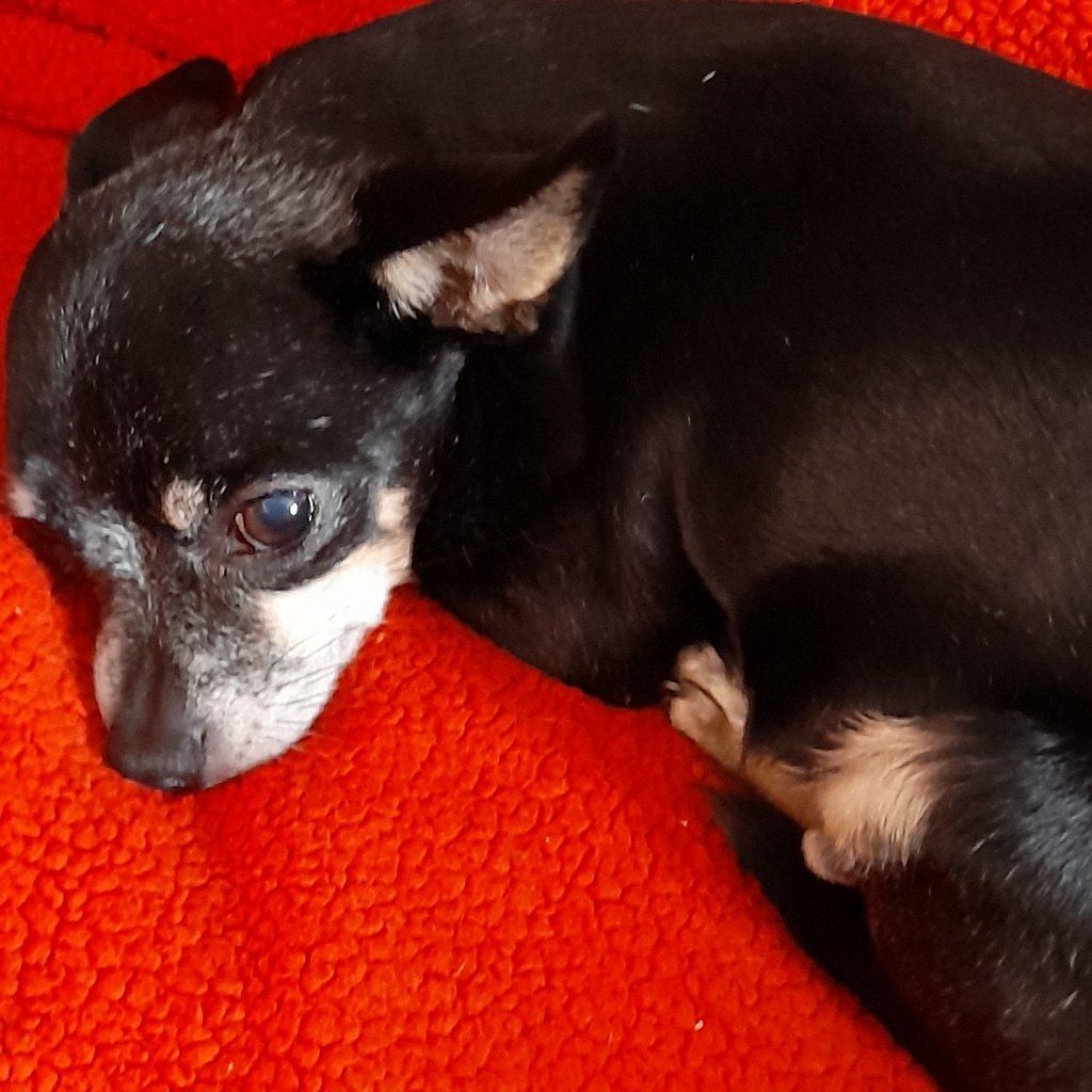 Portrait of Roxy, the dog