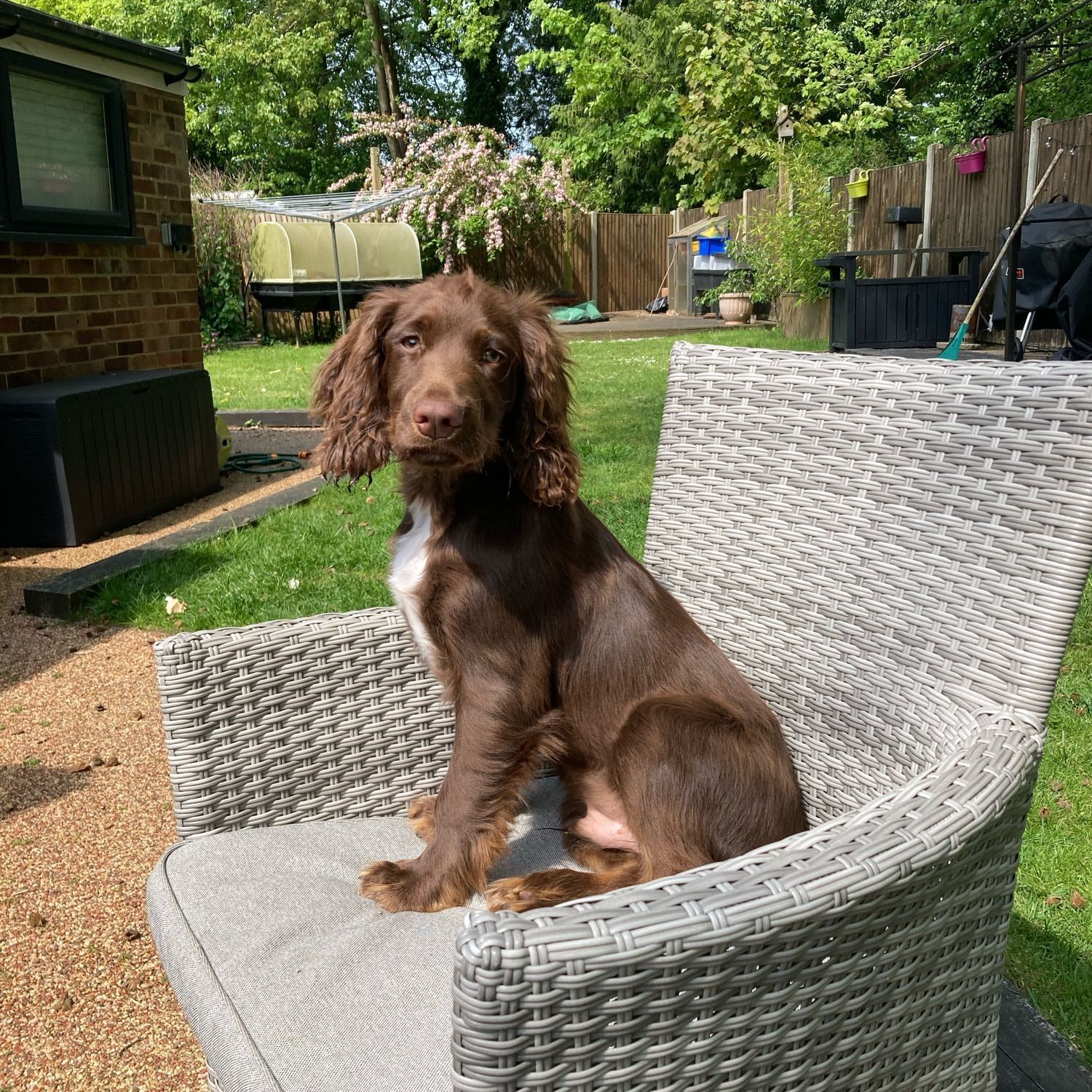 Portrait of Arnie, the dog