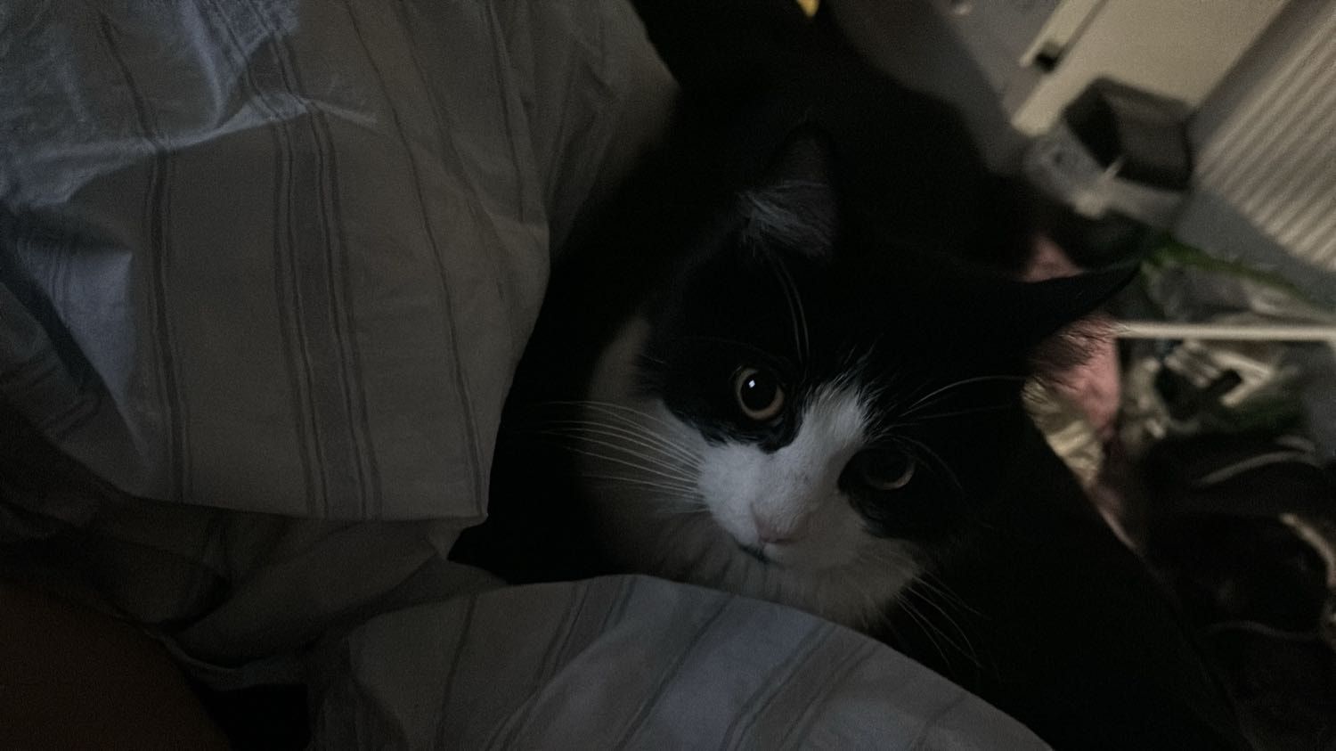 image-11