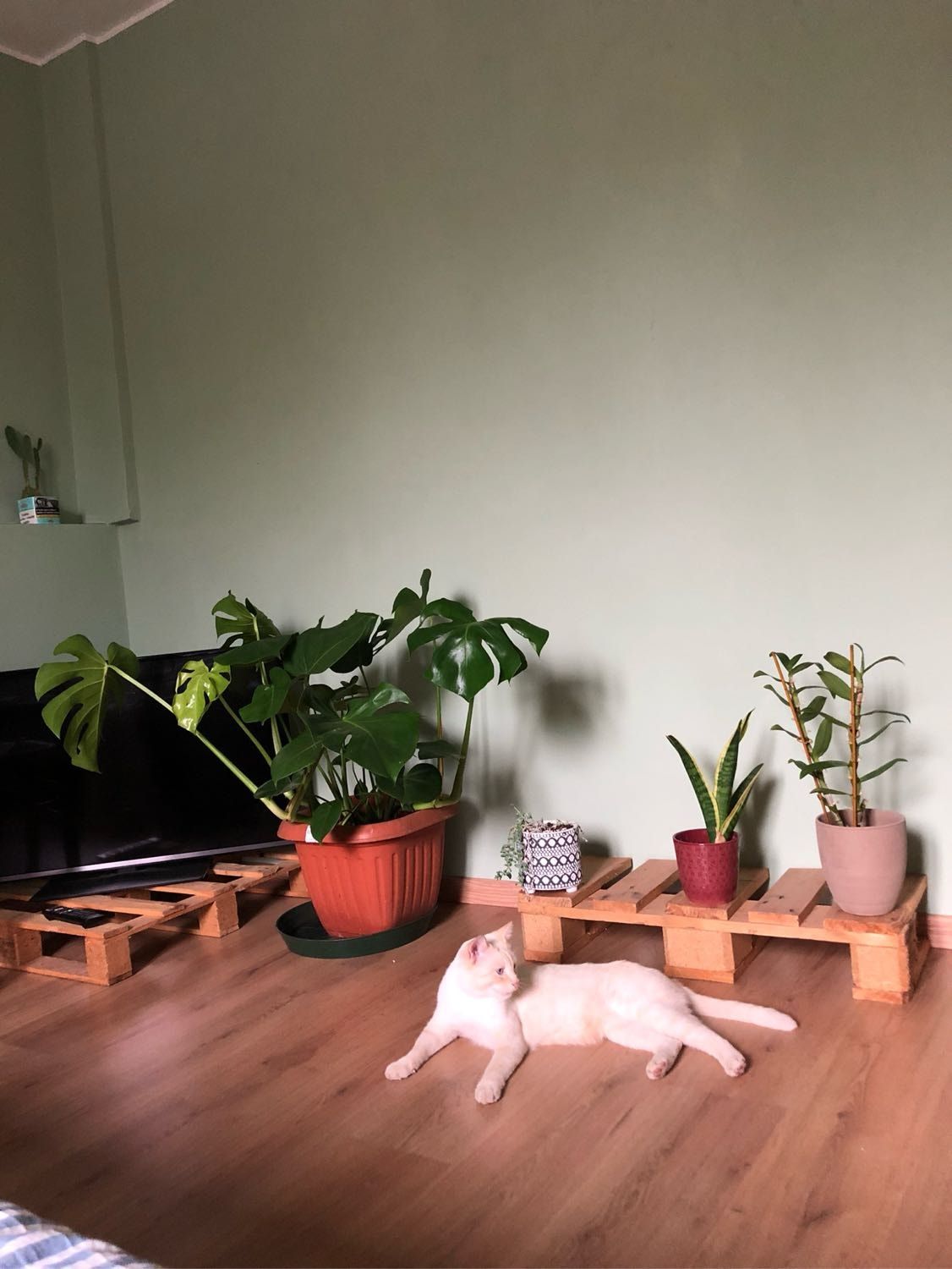 image-6
