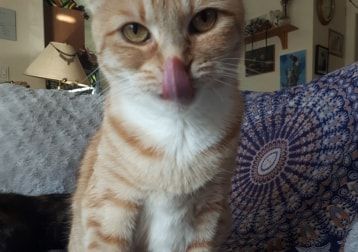 Portrait of Sunshine, the cat