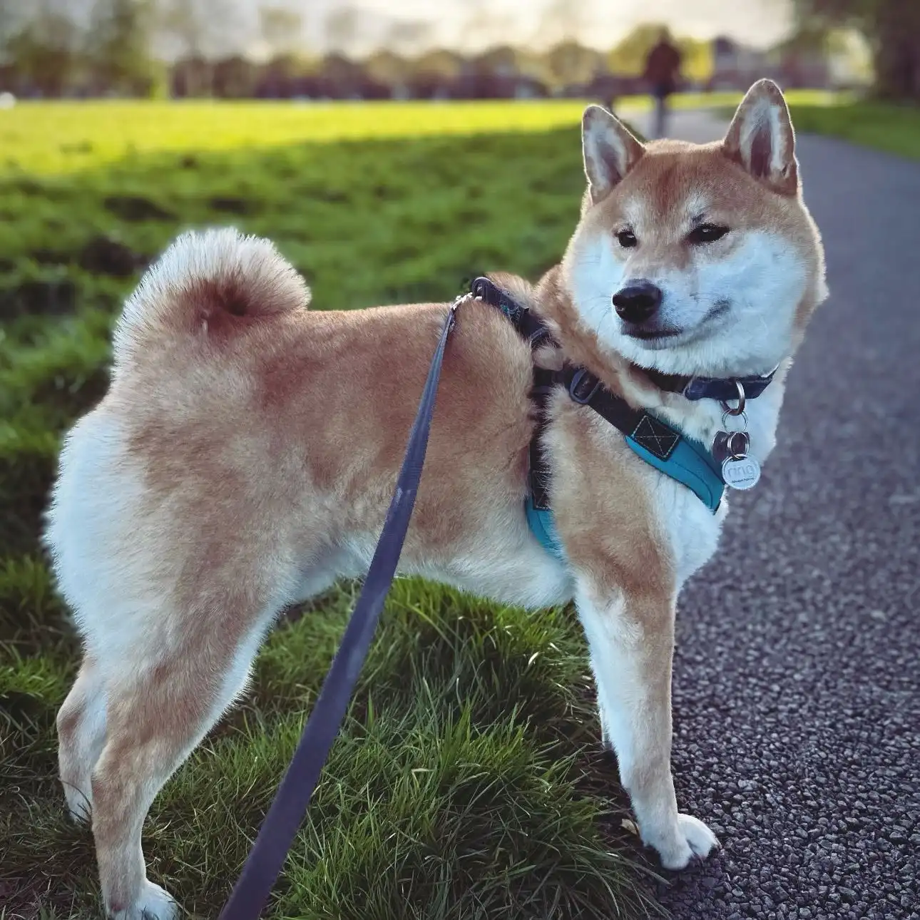 image-9